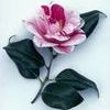 Camellia japonica
