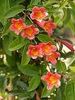 Bignonia capreoleta ''Tangerine Beauty''