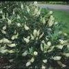 Clethra alnifolia ''Hummingbird''