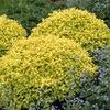 Spiraea bumalda ''Gold Mound''