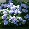 Hydrangea macrophylla ''Nikko Blue''