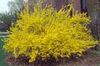 Forsythia intermedia ''Lynwood Gold''