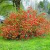 Chaenomeles japonica ''Texas Scarlet''