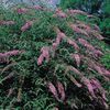 Buddleia davidii ''Pink Delight''