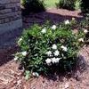 Gardenia jasminoides 'August Beauty'