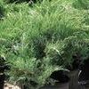 Juniperus chinensis ''Sea Green''