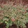 Abelia chinensis ''Rose Creek''