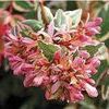 Abelia x ''Mardi Gras''