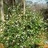 Camellia sasanqua ''