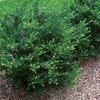 Ilex crenata ''Compacta''