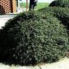 Ilex crenata ''Helleri''