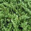 Juniperus squamata expansa ''Parsonii''