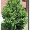 Ligustrum lucidum ''