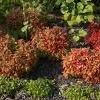 Nandina domestica ''Firepower''