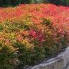 Nandina domestica ''Gulf Stream''