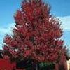 Acer rubrum ''Red Sunset''