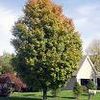 Acer saccharinum 'Green Mountain'