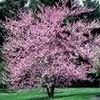 Cercis canadensis ''