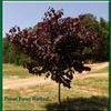 Cercis canadensis ''Forest Pansy''