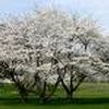Prunus subhirtella ''Autumnalis''