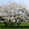 Prunus subhirtella ''Autumnalis''