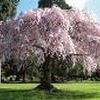 Prunus subhirtella ''Pendula''