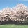 Prunus yedoensis ''Yoshino''