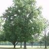 Quercus phellos ''