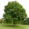 Quercus texana ''Nutalli''