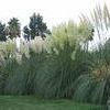 Cortaderia selloana ''