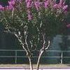 Lagerstroemia indica ''Catawba''