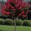 Lagerstroemia indica ''Dynamite''