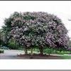 Lagerstroemia indica ''Muskogee''