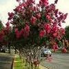 Lagerstroemia indica ''Tuscarora''