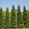 Thuja x ''Green Giant''