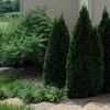 Thuja occidentalis ''Smaragd''