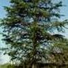 Pinus virginiana ''