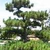 Pinus thunbergii ''