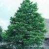 Taxodium distichum ''