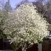 Magnolia stellata ''