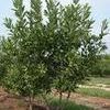 Magnolia virginiana ''
