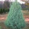 Cupressus arizonica ''