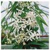 Clematis armandii ''Snowdrift''