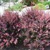 Berberis Thunbergerii ''Rosy Glow''