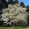 Cornus florida ''