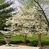 Cornus florida ''Cherokee Princess''