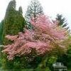 Cornus florida 'var. rubra'