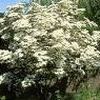 Cornus kousa ''