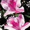 Rhododendron x ''Conlep' Autumn Twist'